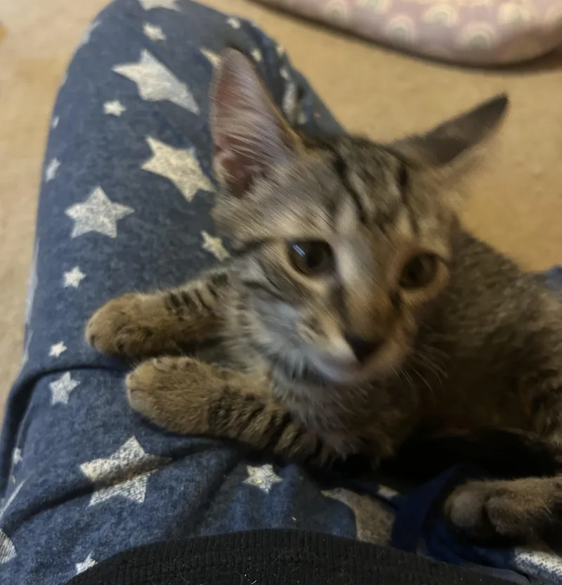 A baby medium-sized male Brown / Chocolate Tabby cat named Winston for adoption in Lambertville, NJ