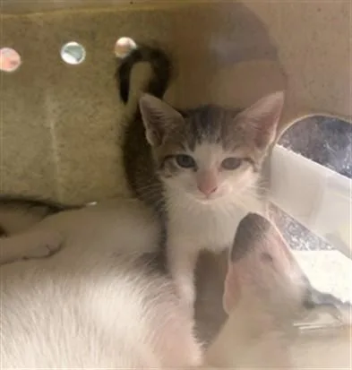 A baby small-sized female Domestic Short Hair cat named Haco for adoption in Louisville, KY