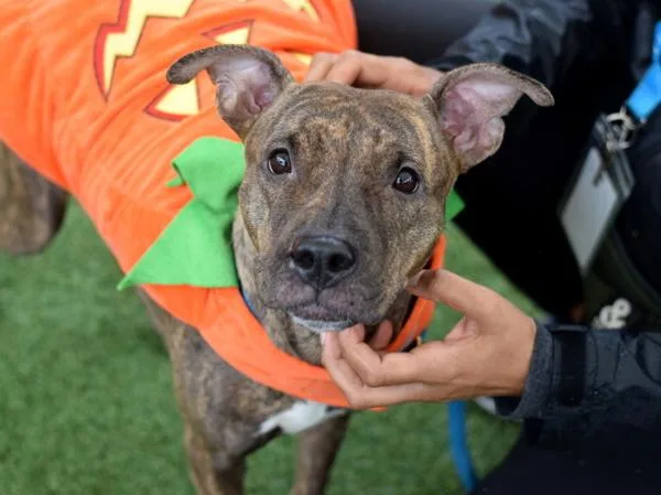 An adult medium-sized female Mixed Breed dog named Butterscotch for adoption in Ridgewood, NY