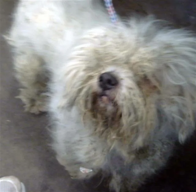 An adult small-sized male Mixed Breed dog named Theros for adoption in Dallas, TX