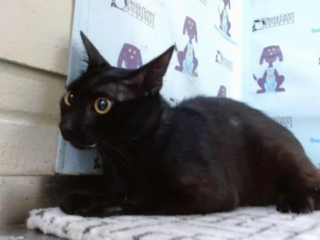 A young large-sized male Domestic Short Hair cat named Buddy for adoption in Orlando, FL