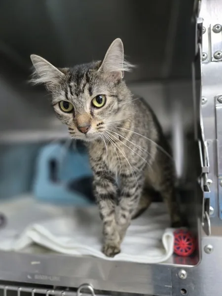 A young medium-sized female Domestic Medium Hair cat named Fluffy for adoption in Kingston, NY