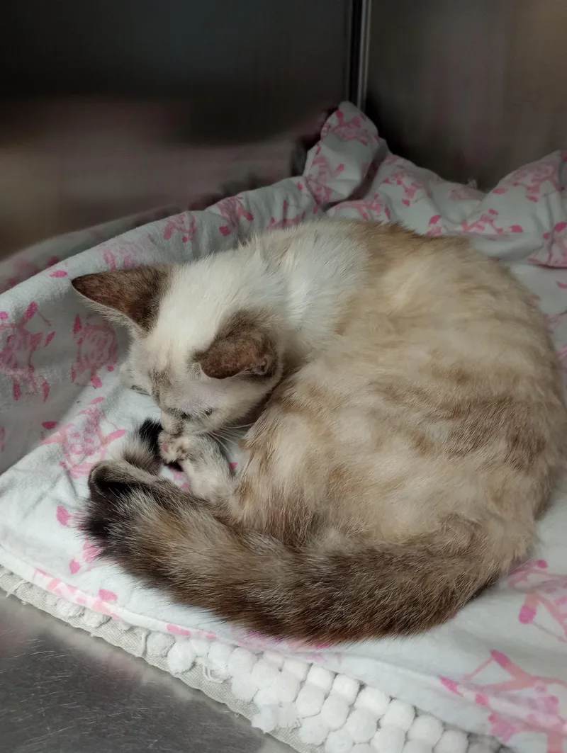 A young medium-sized female Domestic Short Hair cat named Serena for adoption in Duluth, GA