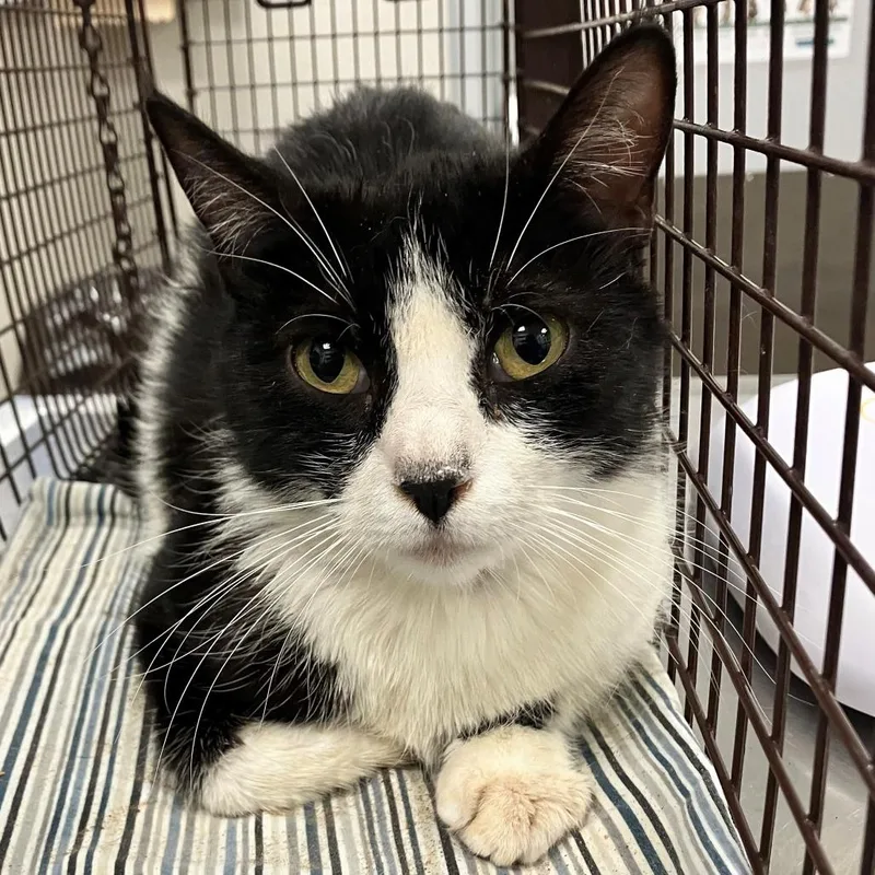 An adult medium-sized female White Domestic Short Hair cat named Lillybug for adoption in Las Cruces, NM