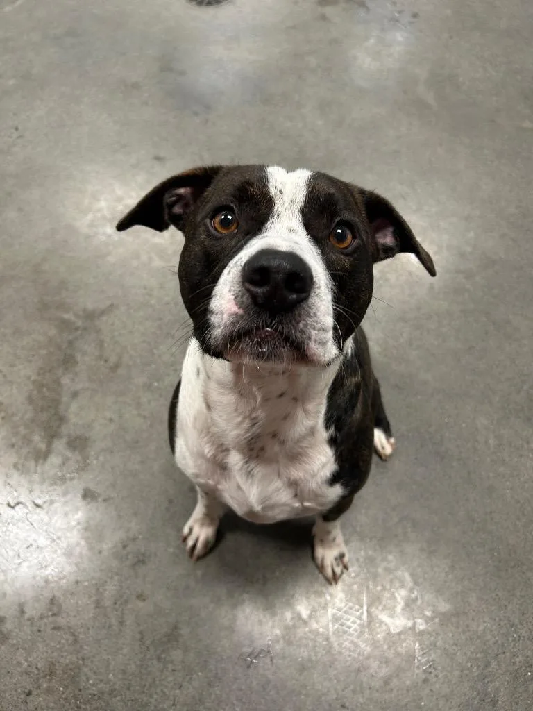 A young medium-sized male Pit Bull Terrier dog named Zorra for adoption in Johnson City, TN