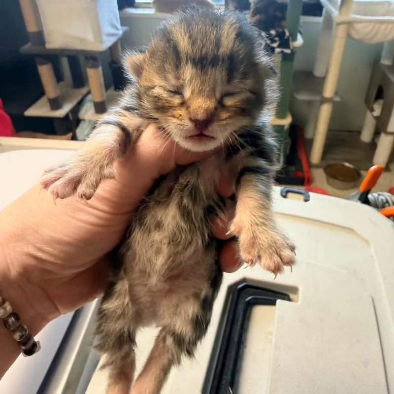 A baby small-sized female Brown / Chocolate Domestic Short Hair cat named Dali for adoption in Mount Juliet, TN