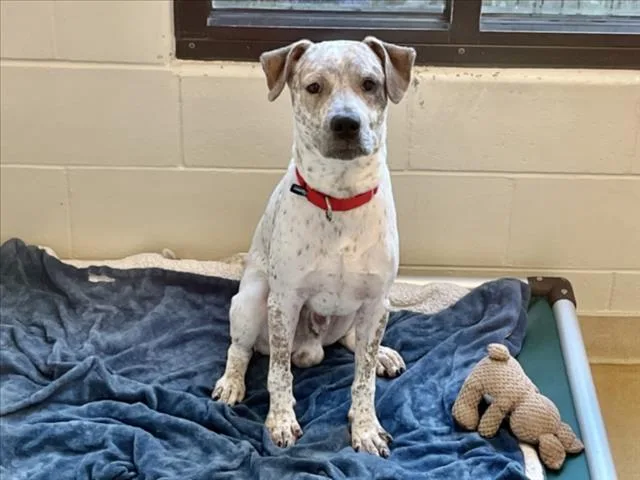 A young medium-sized male English Pointer dog named Major for adoption in Chapel Hill, NC