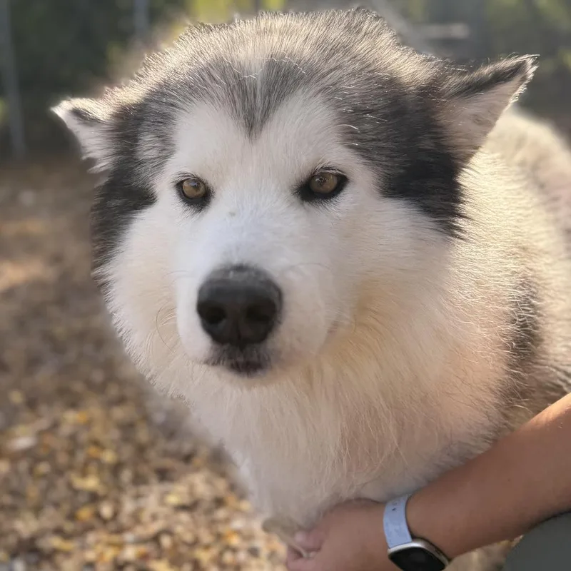 An adult large-sized male White / Cream Alaskan Malamute dog named Wook for adoption in Columbia, MO