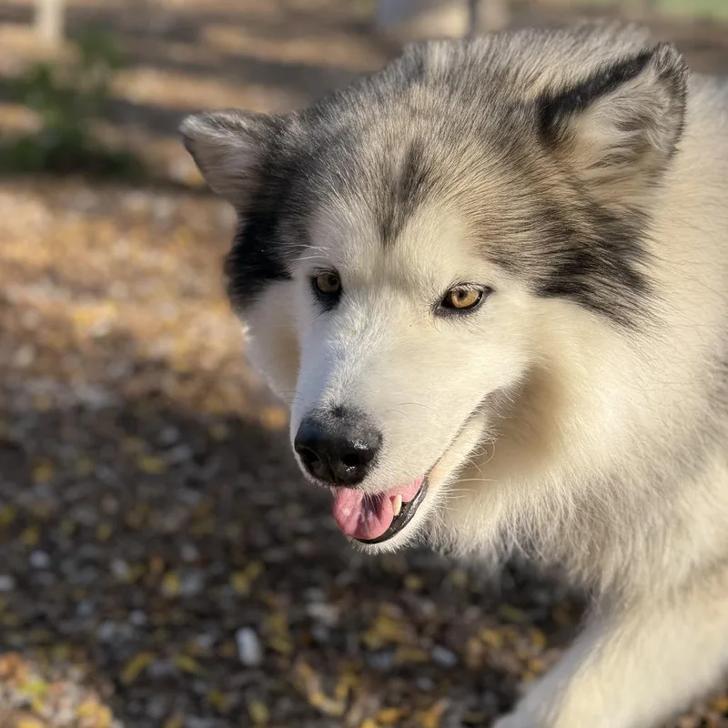 Wook thumbnail 3