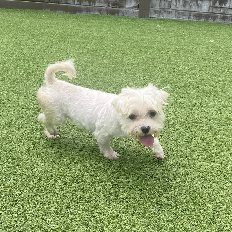 A senior small-sized male White / Cream Maltese dog named Sammy for adoption in LOXAHATCHEE, FL