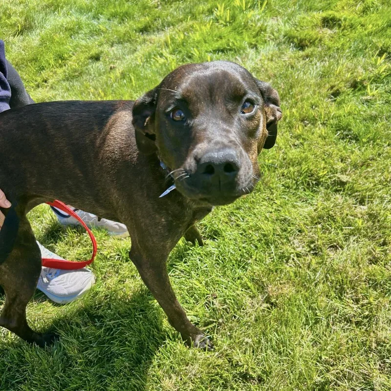 An adult medium-sized female Black Mixed Breed dog named Millie for adoption in Brockton, MA