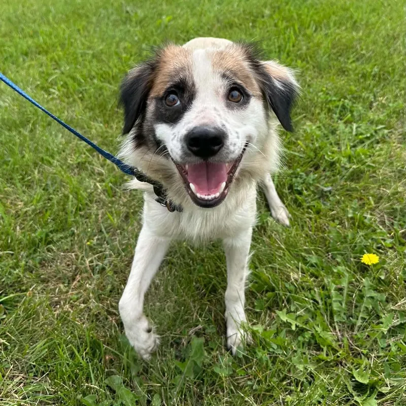 A young medium-sized female Spaniel dog named Shania Twain Home Visit for adoption in Hartland, WI