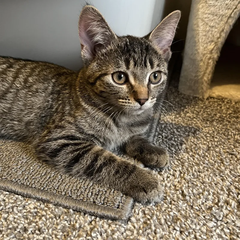 A baby medium-sized female Tabby (Brown / Chocolate) Domestic Short Hair cat named Peach for adoption in Columbus, OH