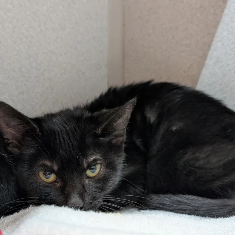 A baby small-sized female Domestic Short Hair cat named Lima for adoption in Pittsburgh, PA