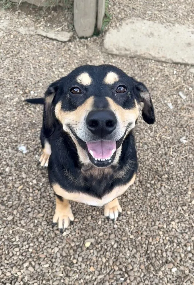 An adult medium-sized female Brown / Chocolate Hound dog named Sassie for adoption in Lexington, TN