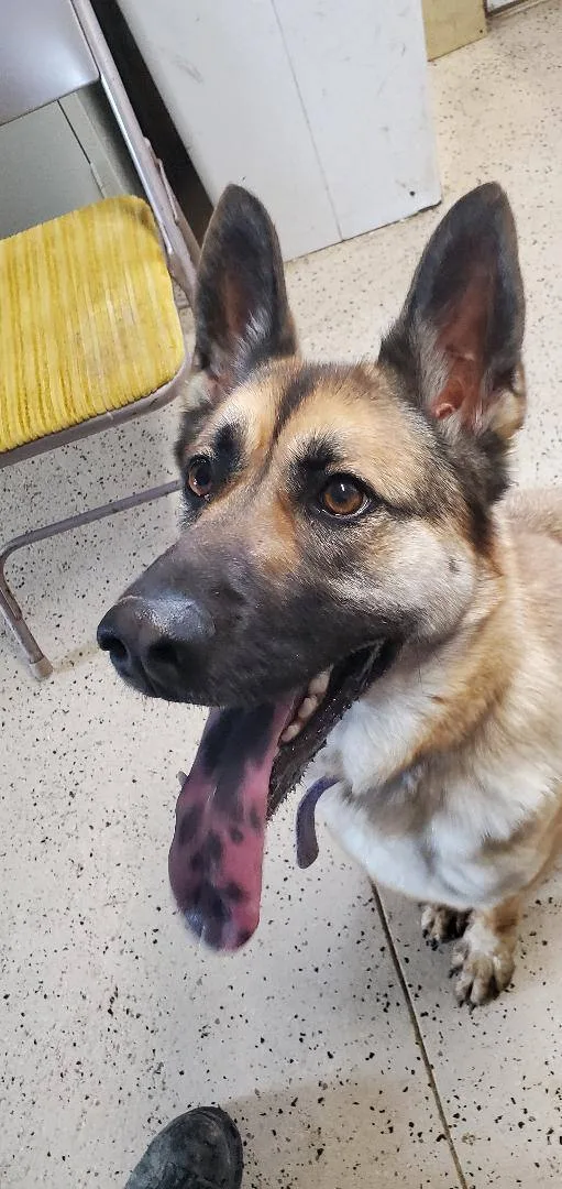 An adult large-sized female German Shepherd Dog dog named Xena for adoption in Walthill, NE