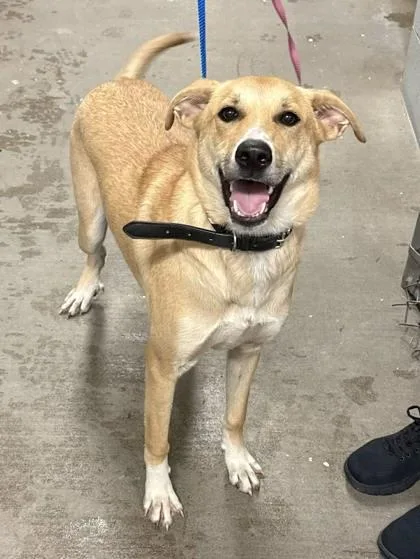 Veronica thumbnail 3