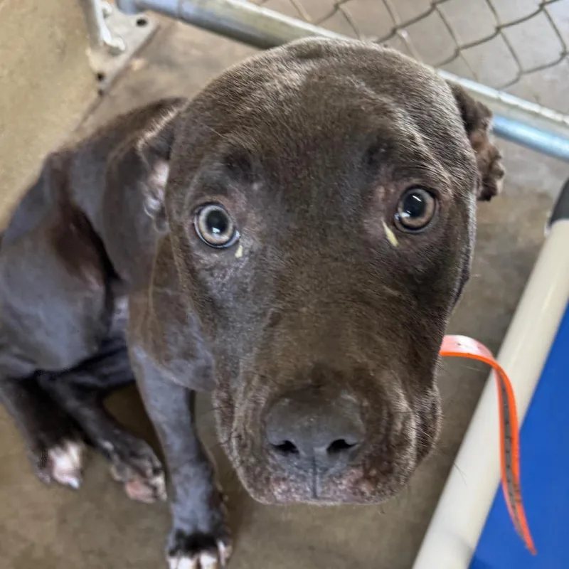 A young medium-sized female Black Labrador Retriever dog named Royal for adoption in Bronson, FL