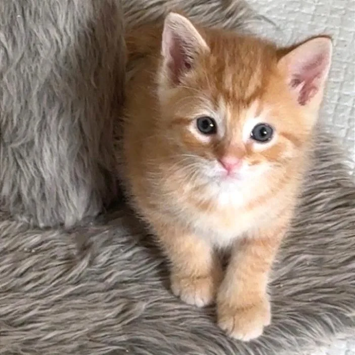A baby small-sized male Domestic Short Hair cat named Parker for adoption in Cumming, GA