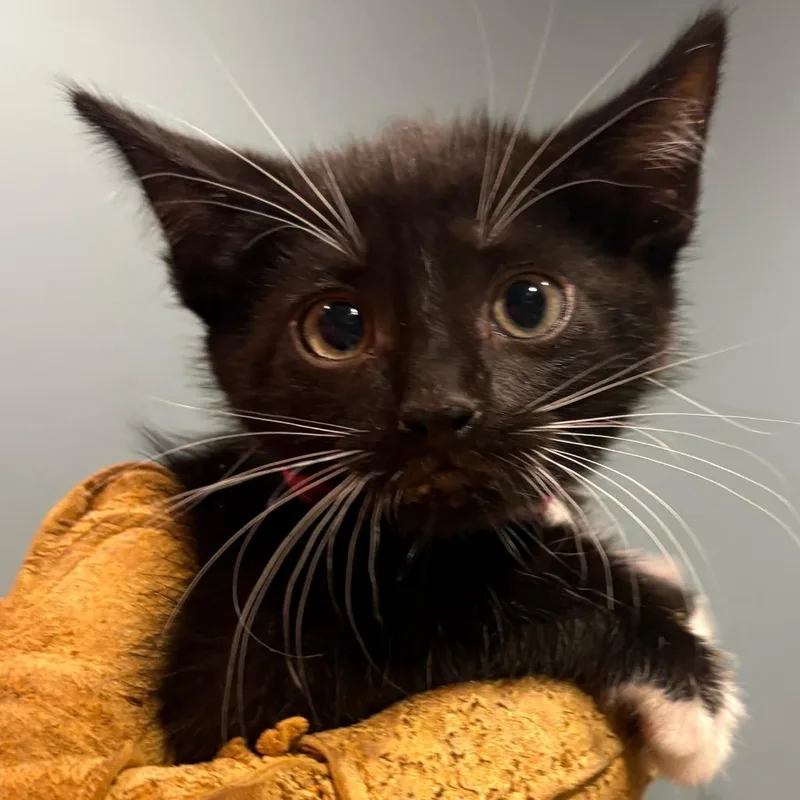 A baby small-sized female Black Domestic Short Hair cat named Carolina Reaper for adoption in Chattanooga, TN