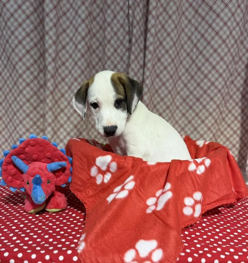 A baby small-sized male Tricolor (Brown, Black, & White) Australian Cattle Dog / Blue Heeler dog named Oscar for adoption in Opelousas, LA