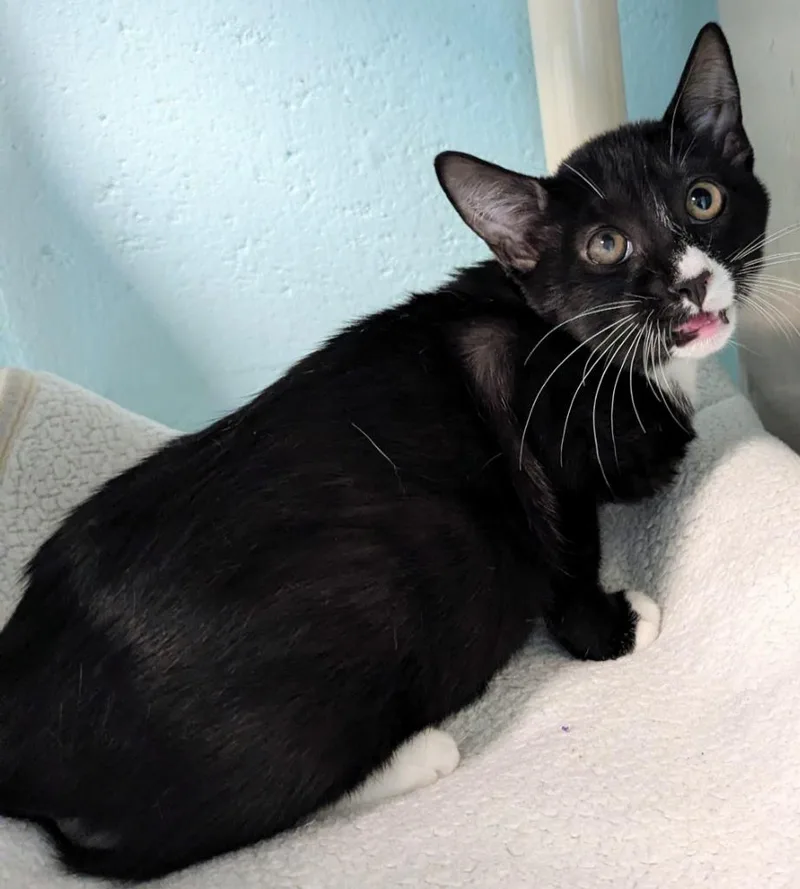 A baby small-sized male Domestic Short Hair cat named Philly for adoption in Cape Coral, FL