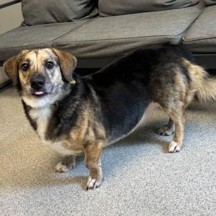 An adult medium-sized male Mixed Breed dog named Skippy for adoption in Lansing, MI