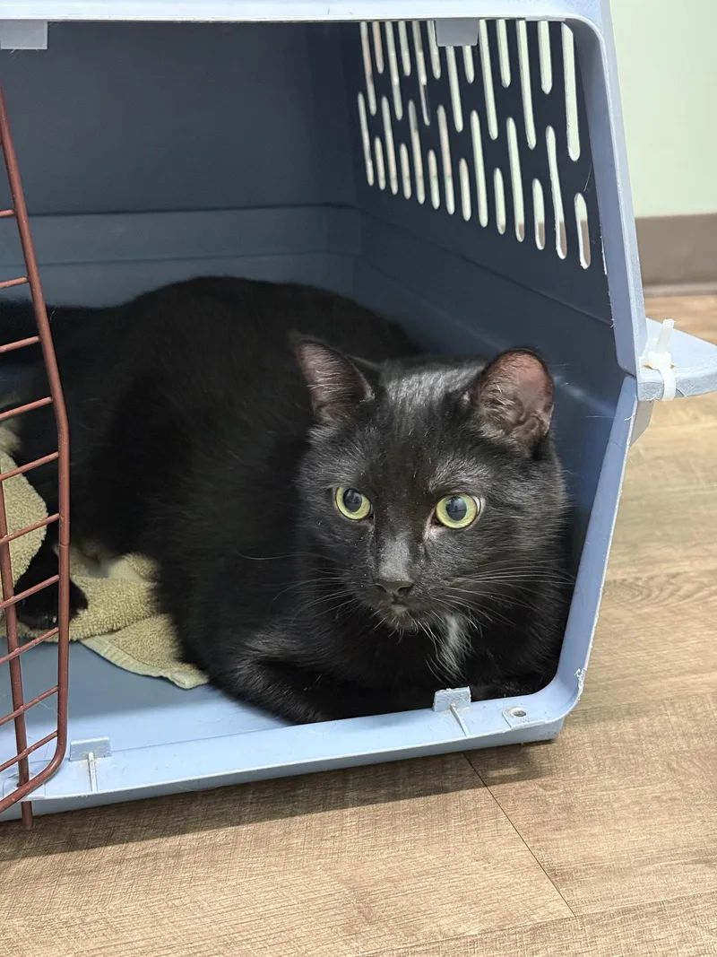 An adult medium-sized male Black Domestic Short Hair cat named Hal for adoption in Wheaton, IL