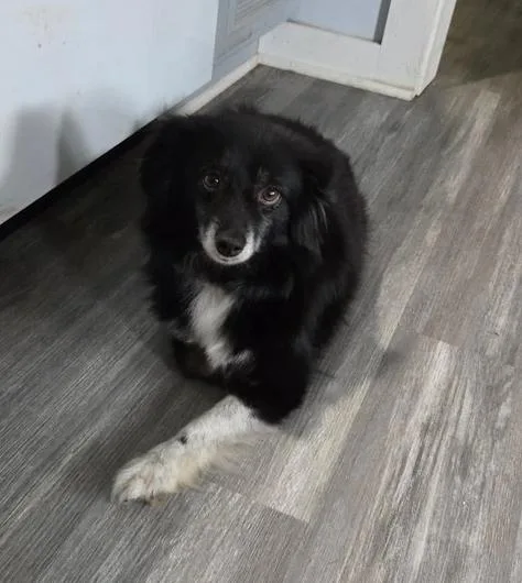 An adult small-sized female Tricolor (Brown, Black, & White) Australian Shepherd dog named Bitzie for adoption in Ringwood, IL