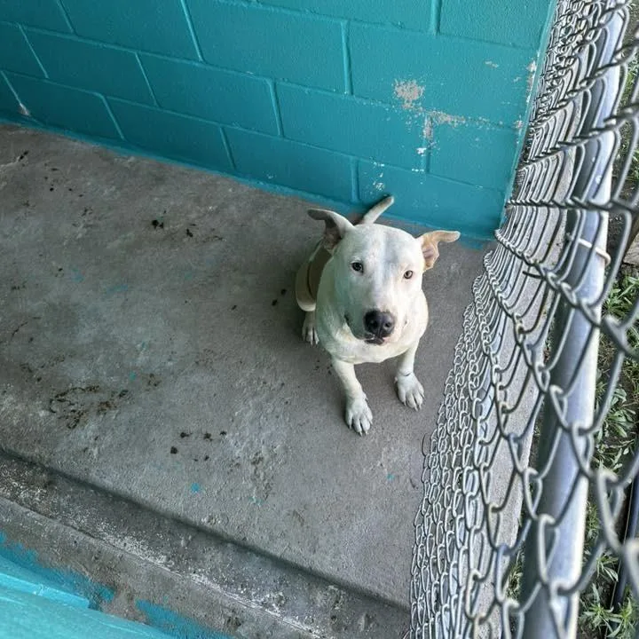 An adult medium-sized male White / Cream American Bulldog dog named Harry for adoption in Austin, TX