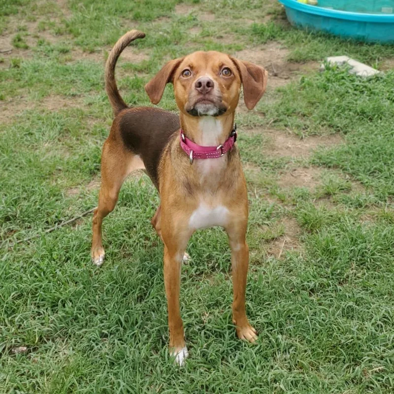 A young medium-sized female Brown / Chocolate Mixed Breed dog named Buffy for adoption in Fredericksburg, VA