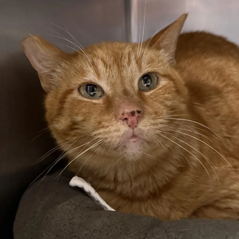 An adult small-sized male Orange / Red Domestic Short Hair cat named Rojo for adoption in Tucson, AZ