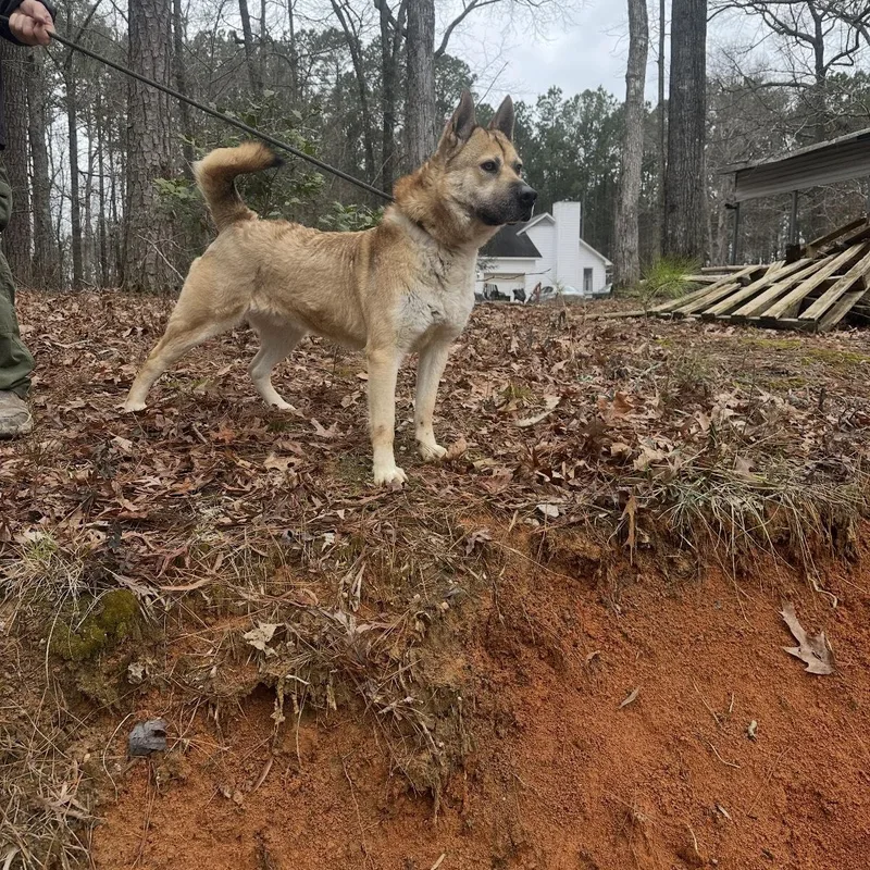 An adult large-sized male Akita dog named Scooby Doo! I am for adoption in Tallulah, LA