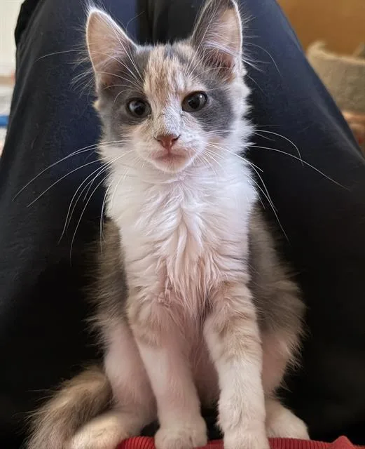 A baby small-sized female Domestic Short Hair cat named Peach for adoption in Sacramento, CA