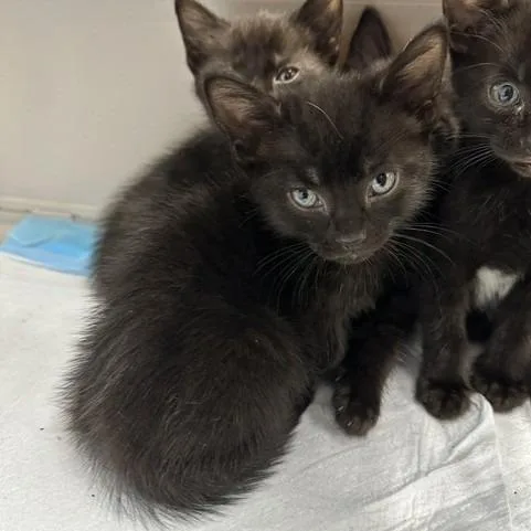 A baby small-sized male Black Domestic Short Hair cat named Iskar for adoption in Indianapolis, IN