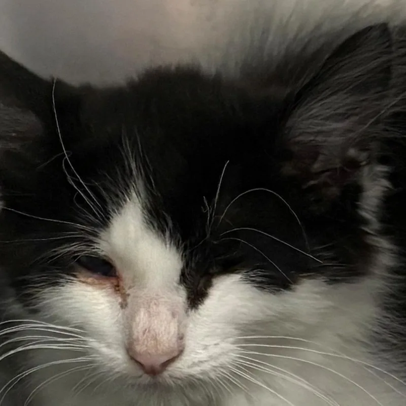 A baby small-sized male White Domestic Short Hair cat named Techetium for adoption in East Hanover, NJ