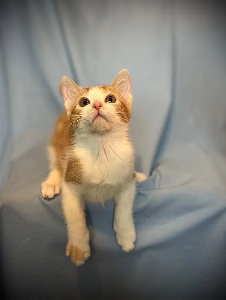 Ginger