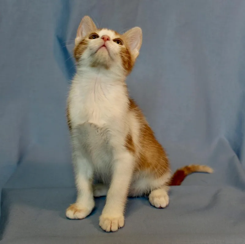 Ginger thumbnail 3