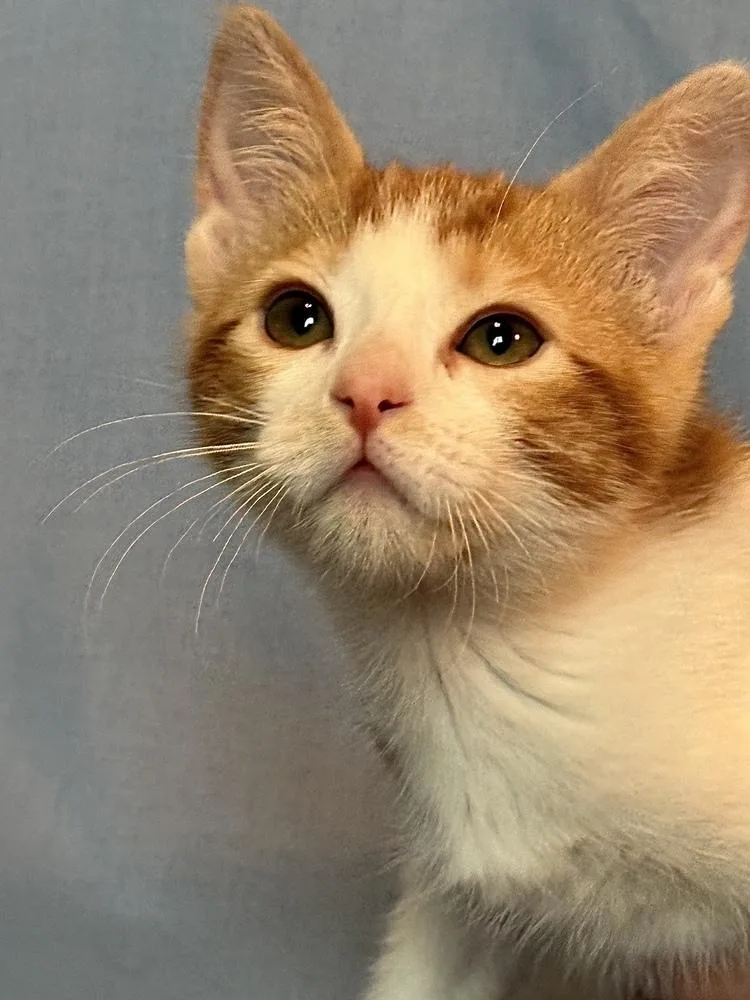 Ginger thumbnail 4