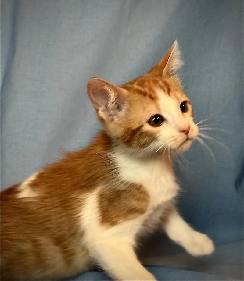 Ginger thumbnail 6