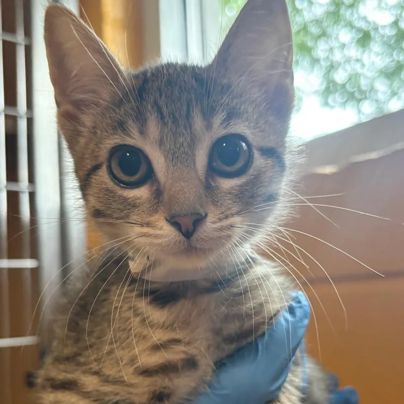 A baby small-sized female Black Domestic Short Hair cat named Fay for adoption in Chesapeake, VA