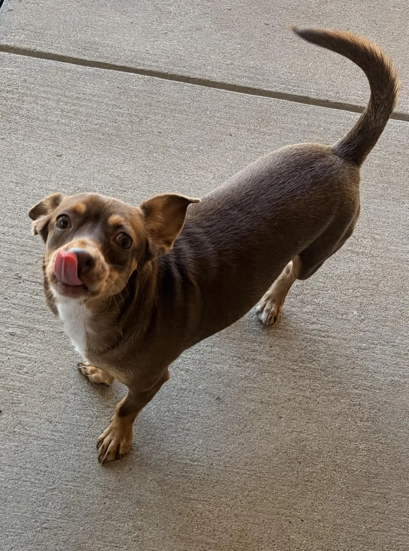 An adult small-sized female Brown / Chocolate Chihuahua dog named Queenie for adoption in Fort Worth, TX