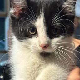 A baby small-sized female Black Domestic Medium Hair cat named Flower for adoption in Rochester, MN