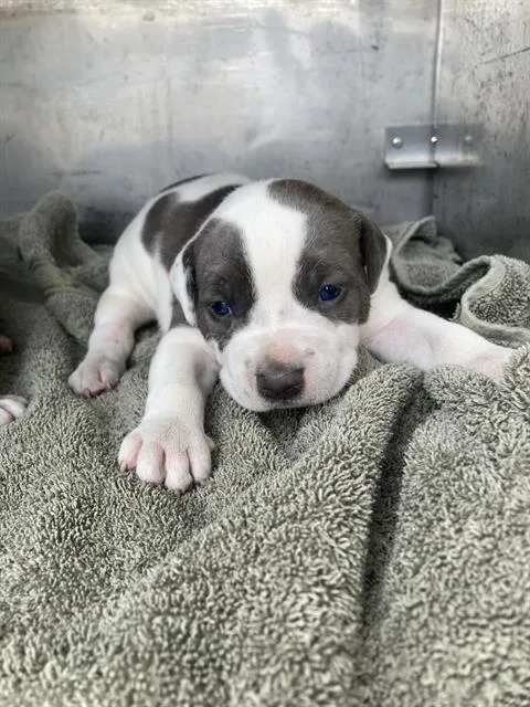 A baby large-sized female Mixed Breed dog named Princess for adoption in Dallas, TX