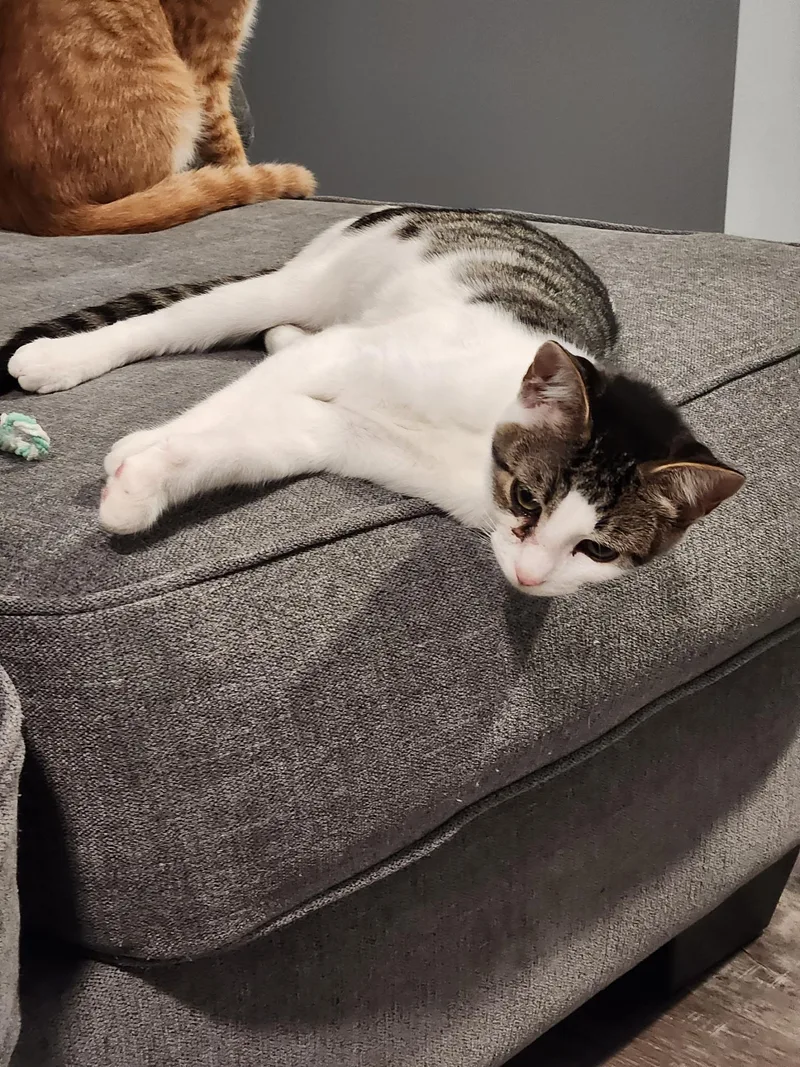 A young medium-sized female Tabby (Gray / Blue / Silver) Domestic Short Hair cat named Smidge for adoption in Pittsboro, NC
