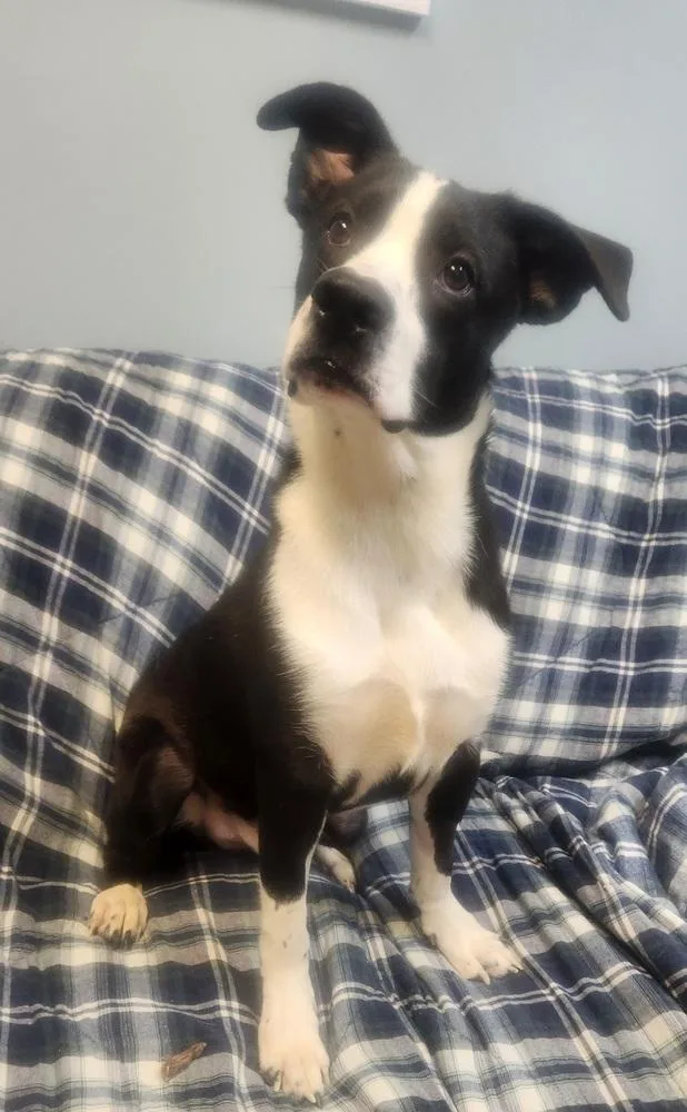 A young medium-sized male Tricolor (Brown, Black, & White) Labrador Retriever dog named Mouse for adoption in Lexington, TN