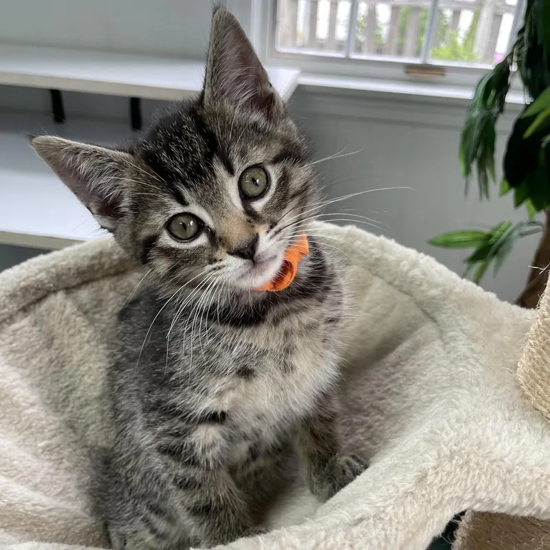 A baby medium-sized male Tabby (Brown / Chocolate) Domestic Short Hair cat named Carrot for adoption in Columbus, OH