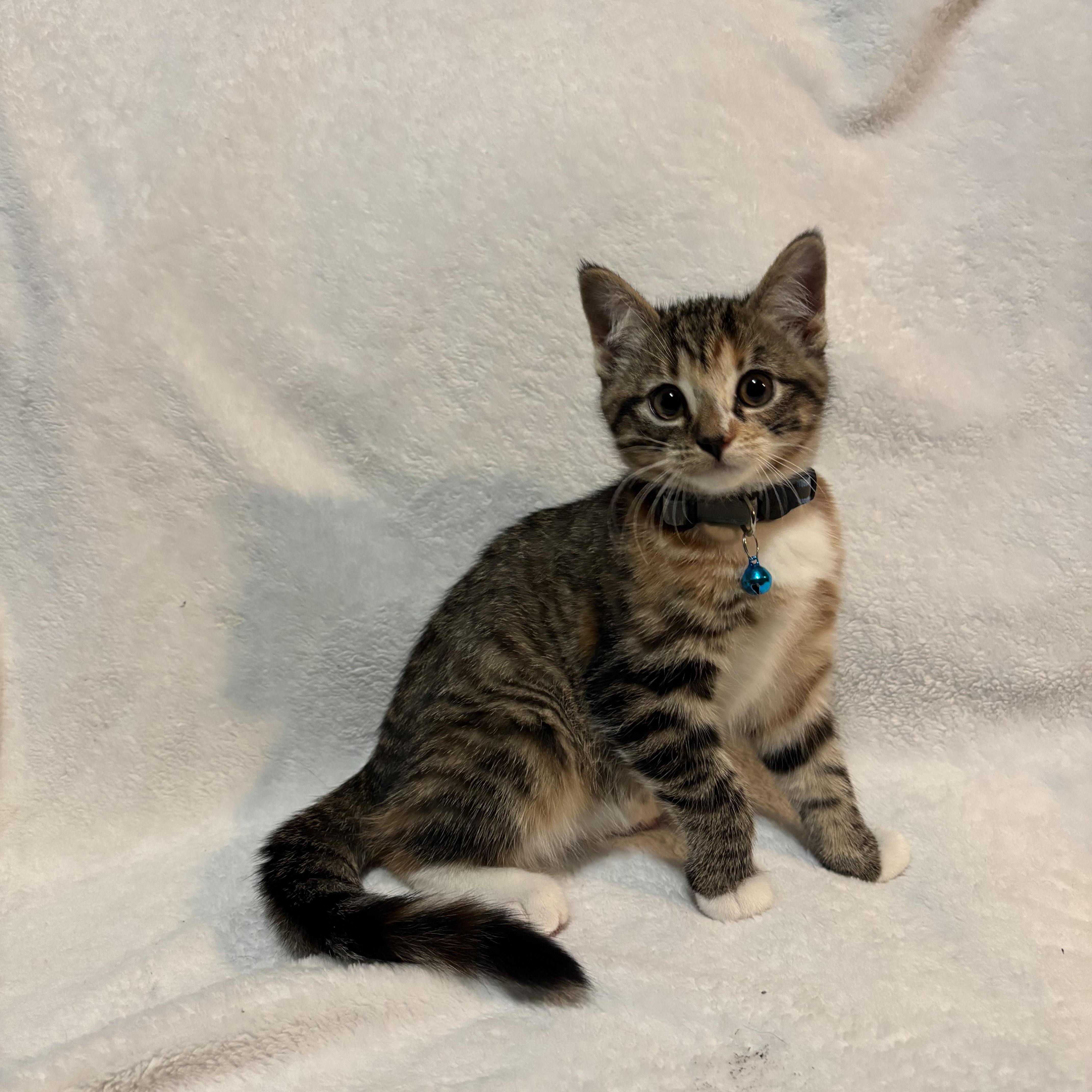 A baby medium-sized female Torbie Domestic Short Hair cat named Snow Cone for adoption in Farmington, MN