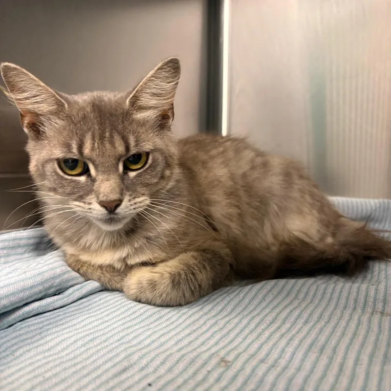 An adult medium-sized female Gray / Blue / Silver Domestic Short Hair cat named Velveeta for adoption in Parkersburg, WV