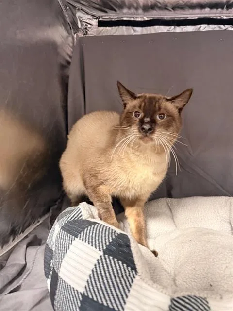 Elvis